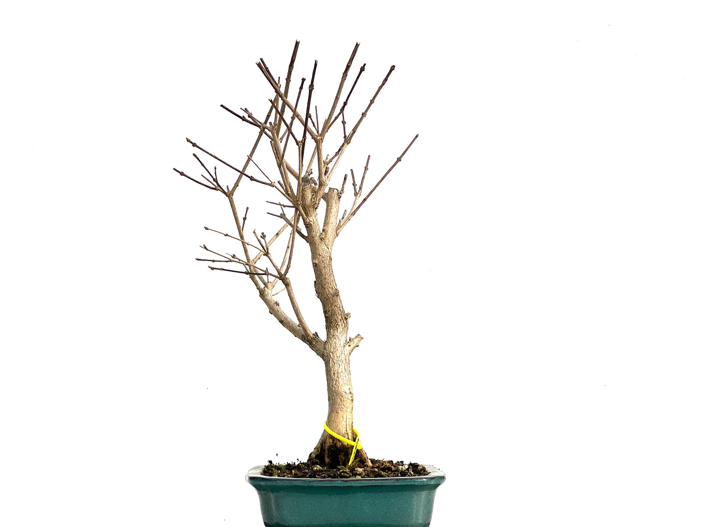 Premna Japonica 3684