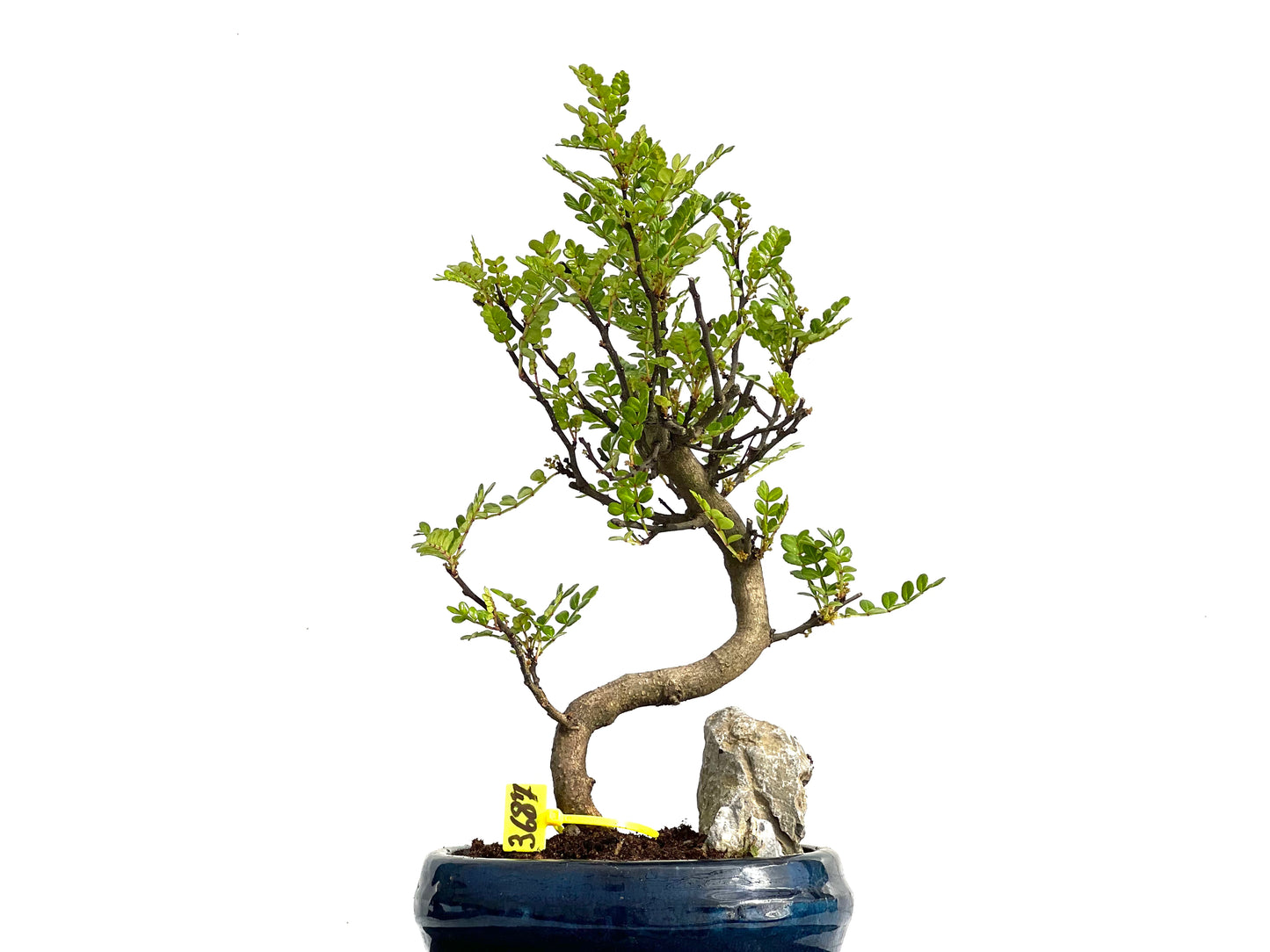 Zanthoxylum Piperitum 3687