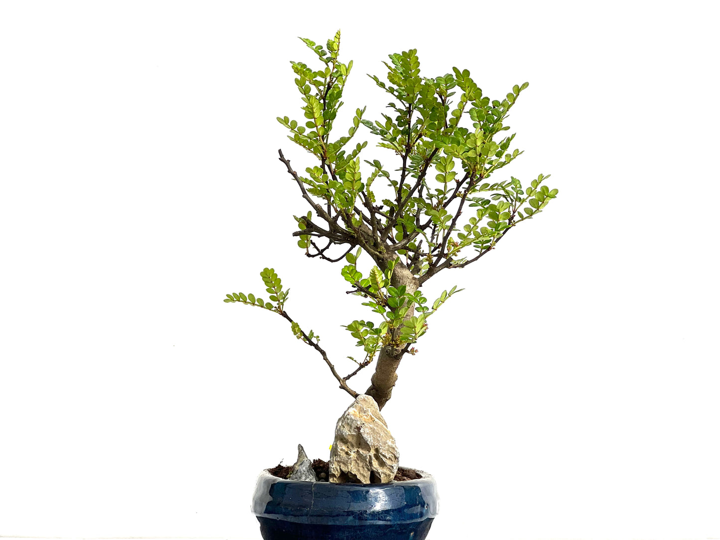 Zanthoxylum Piperitum 3687