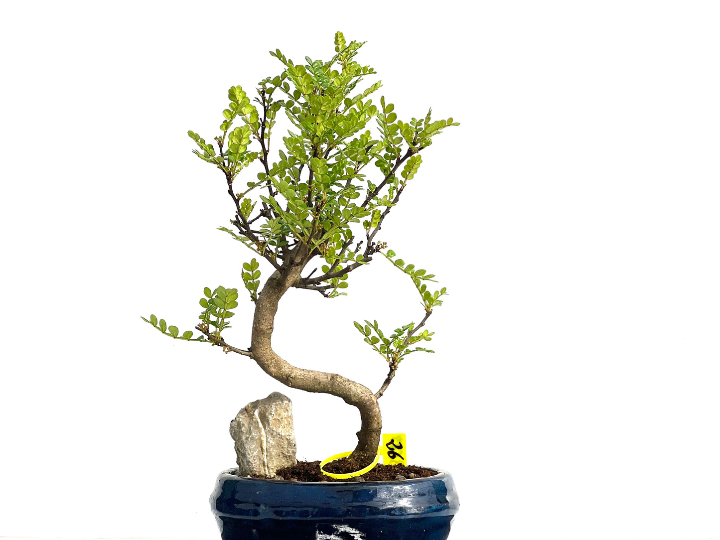 Zanthoxylum Piperitum 3687