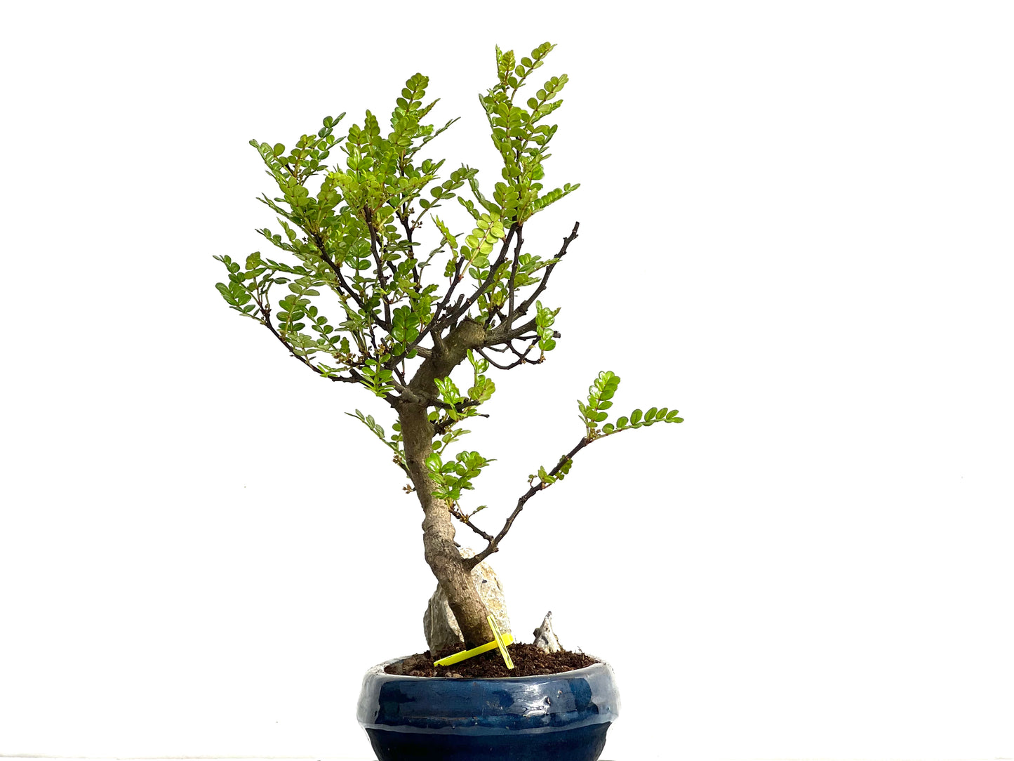Zanthoxylum Piperitum 3687