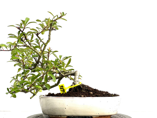 Pyracantha 3686