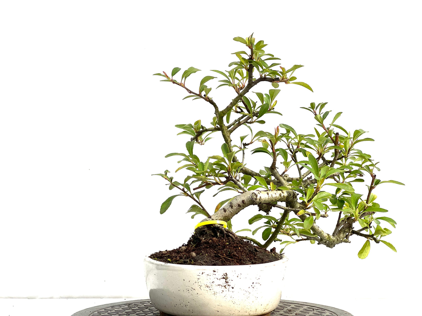 Pyracantha 3686