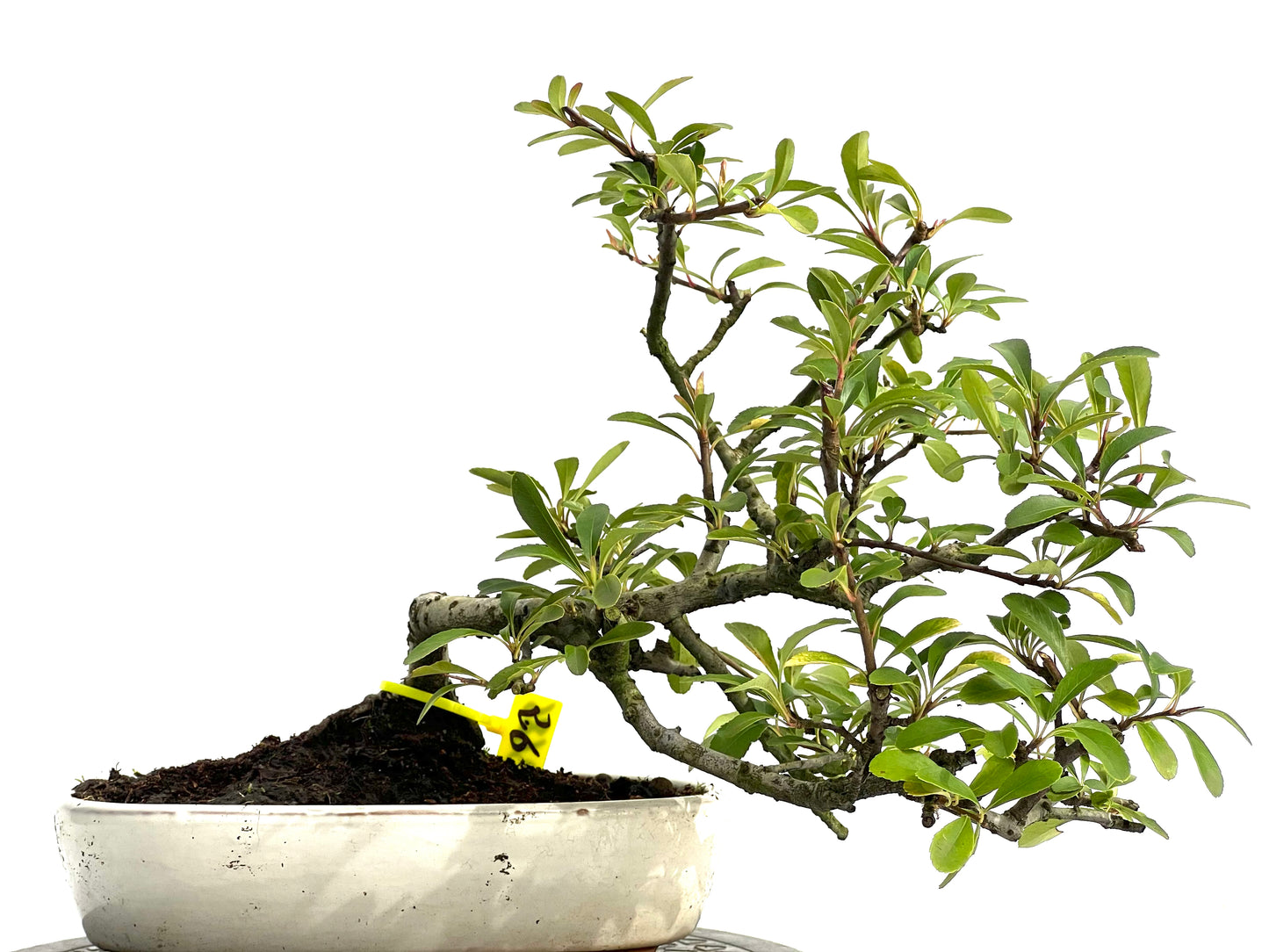 Pyracantha 3686