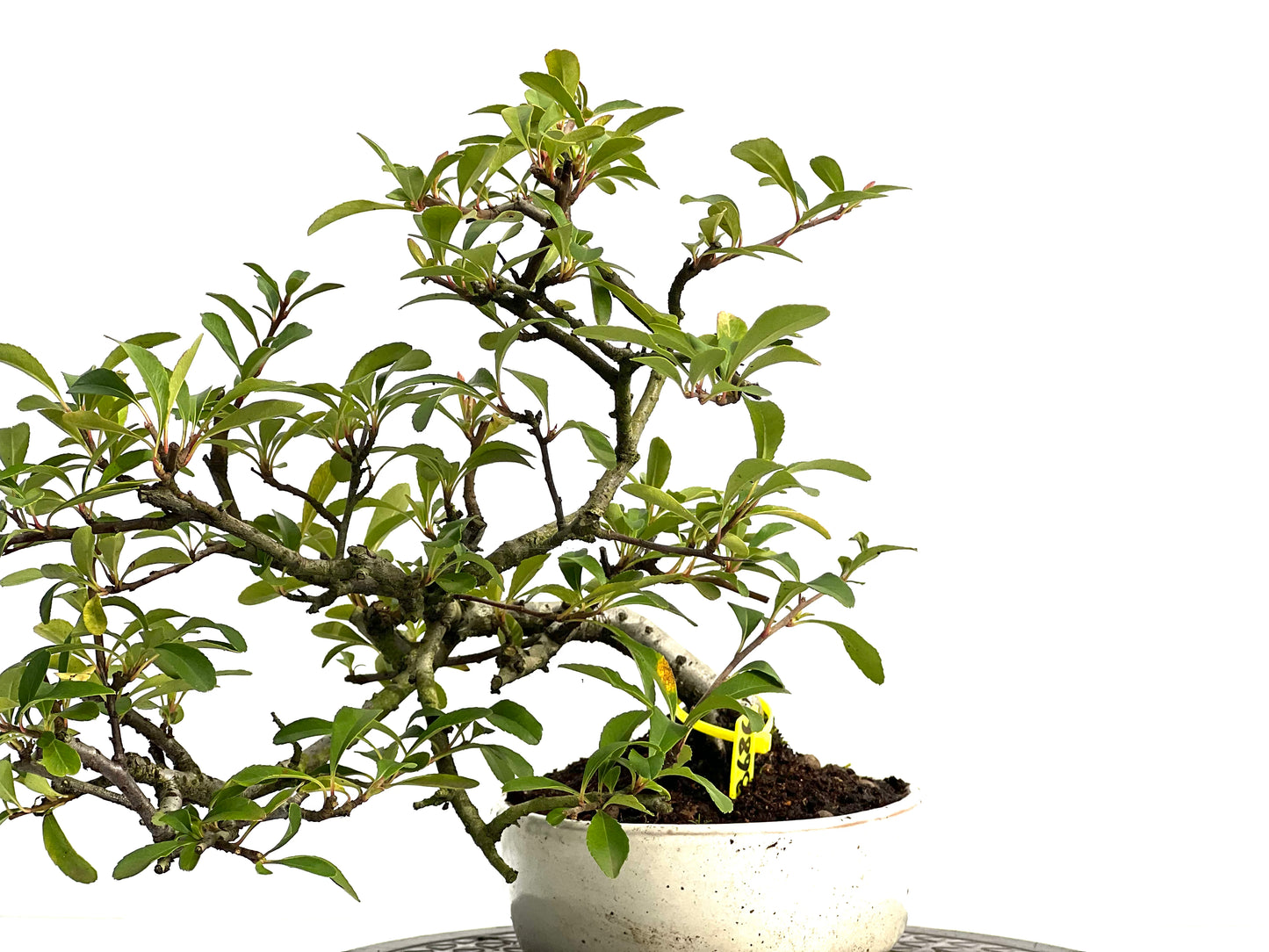 Pyracantha 3686