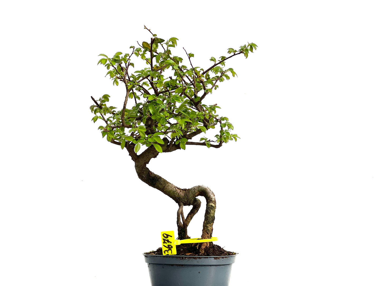 Ulmus Parvifolia 3679