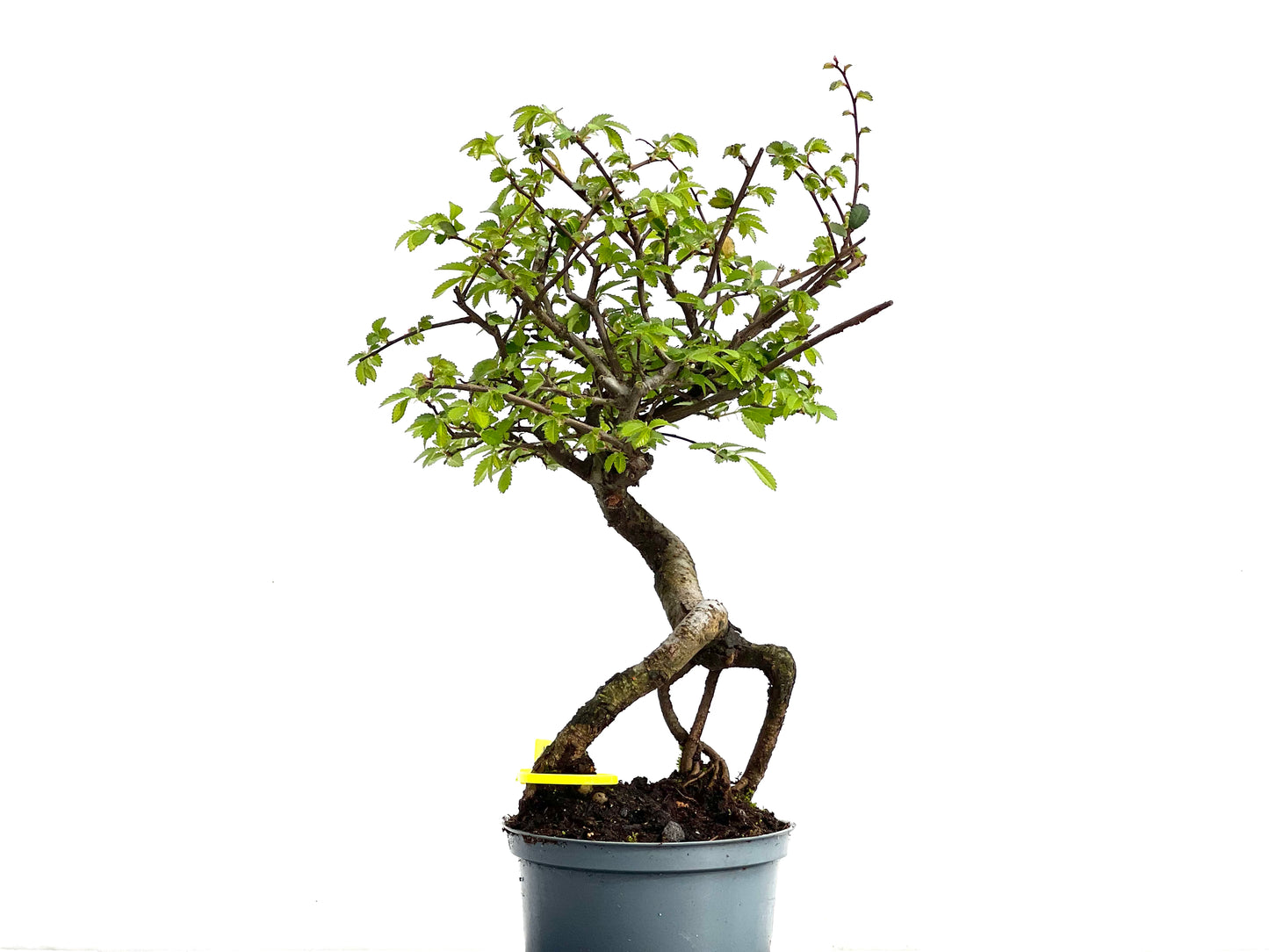 Ulmus Parvifolia 3679