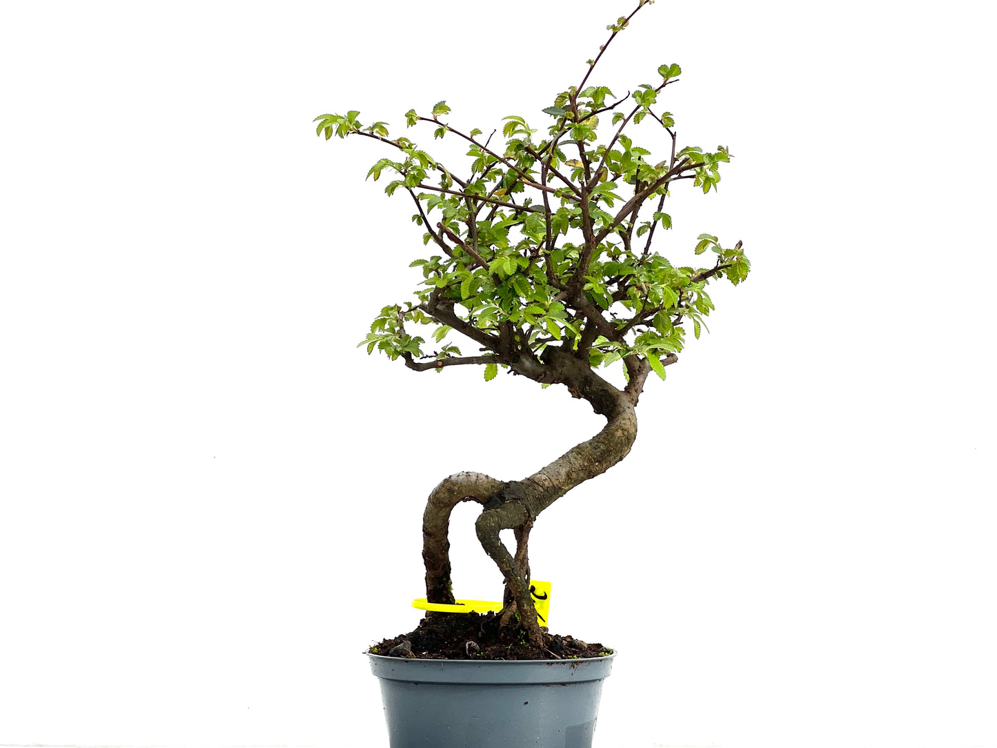 Ulmus Parvifolia 3679