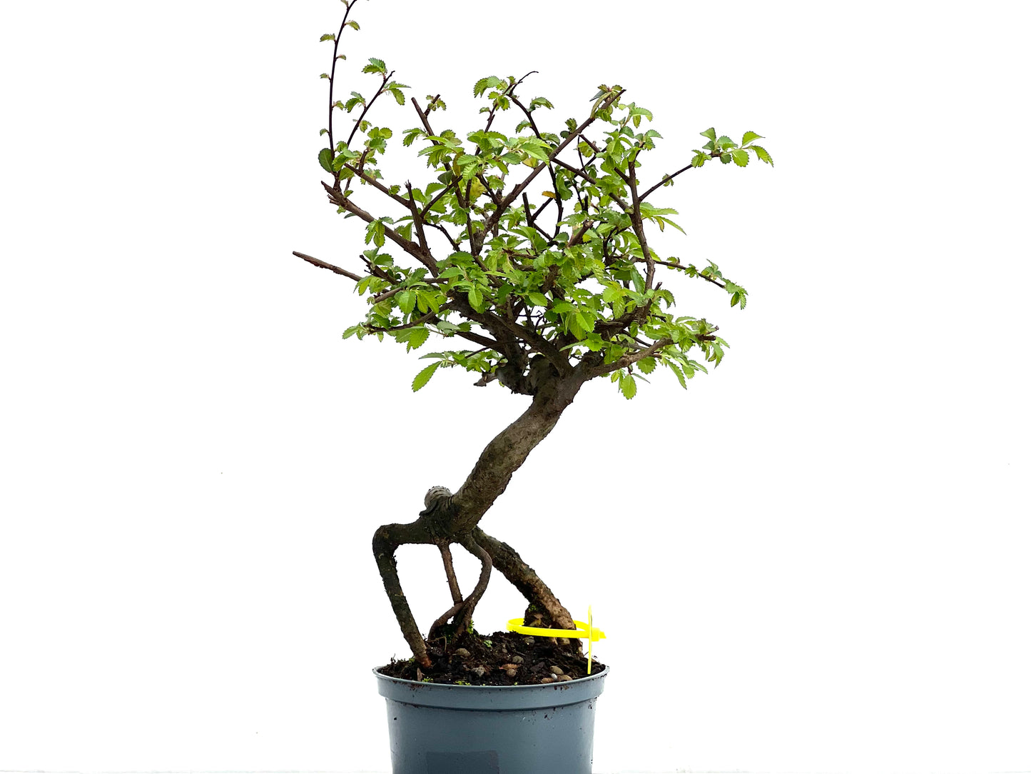 Ulmus Parvifolia 3679