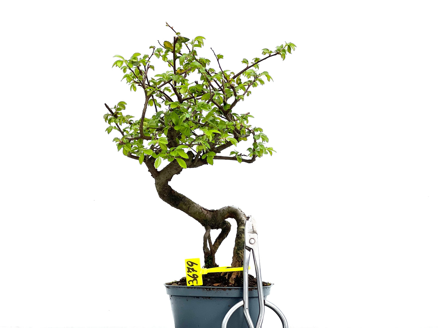 Ulmus Parvifolia 3679