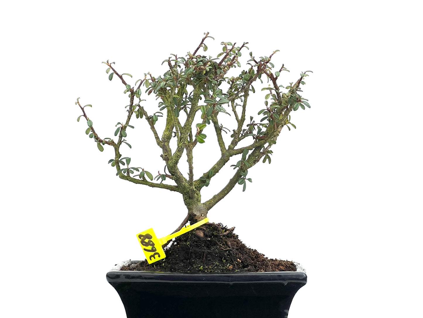 Cotoneaster Microphylla 3688