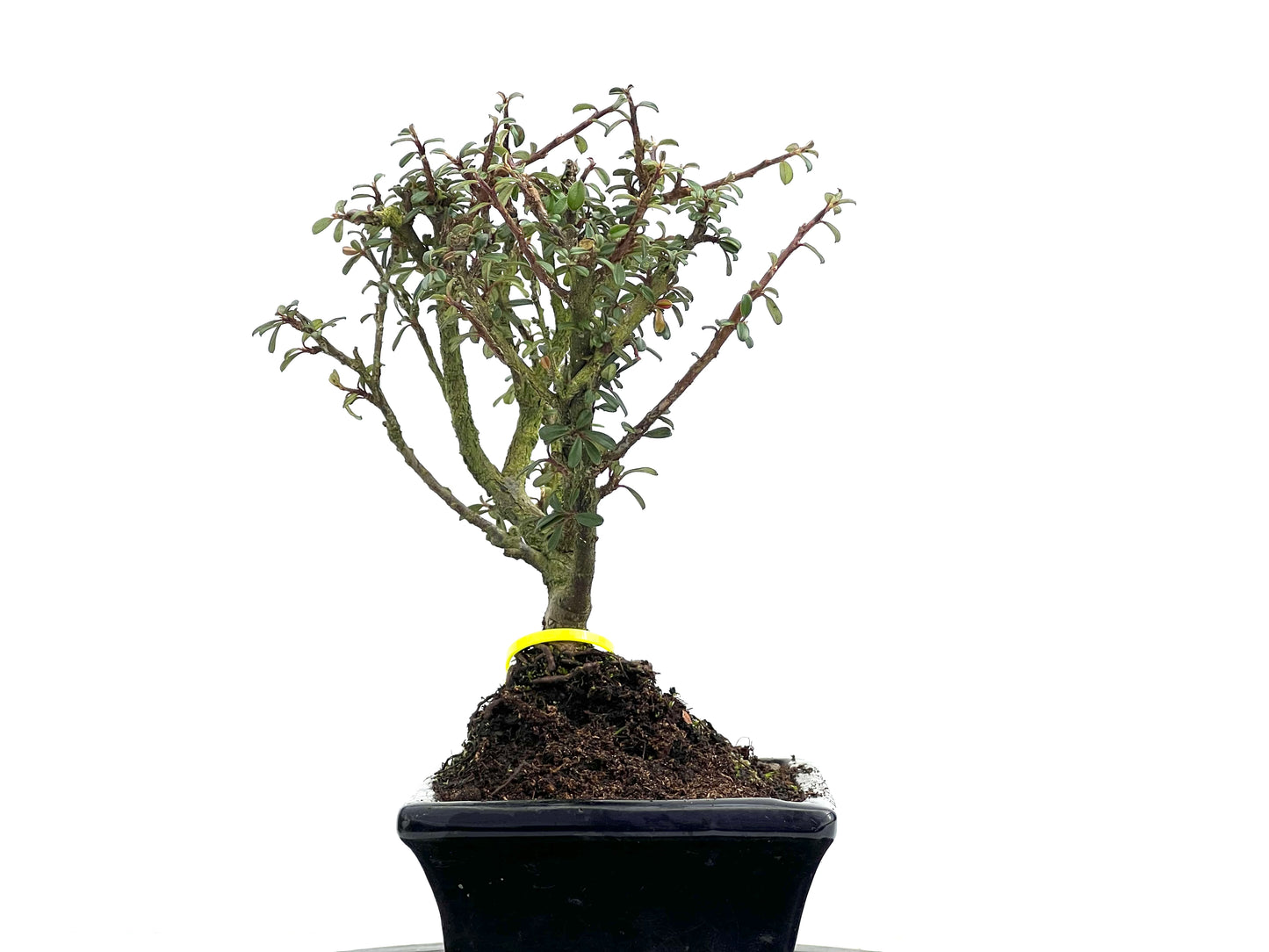 Cotoneaster Microphylla 3688