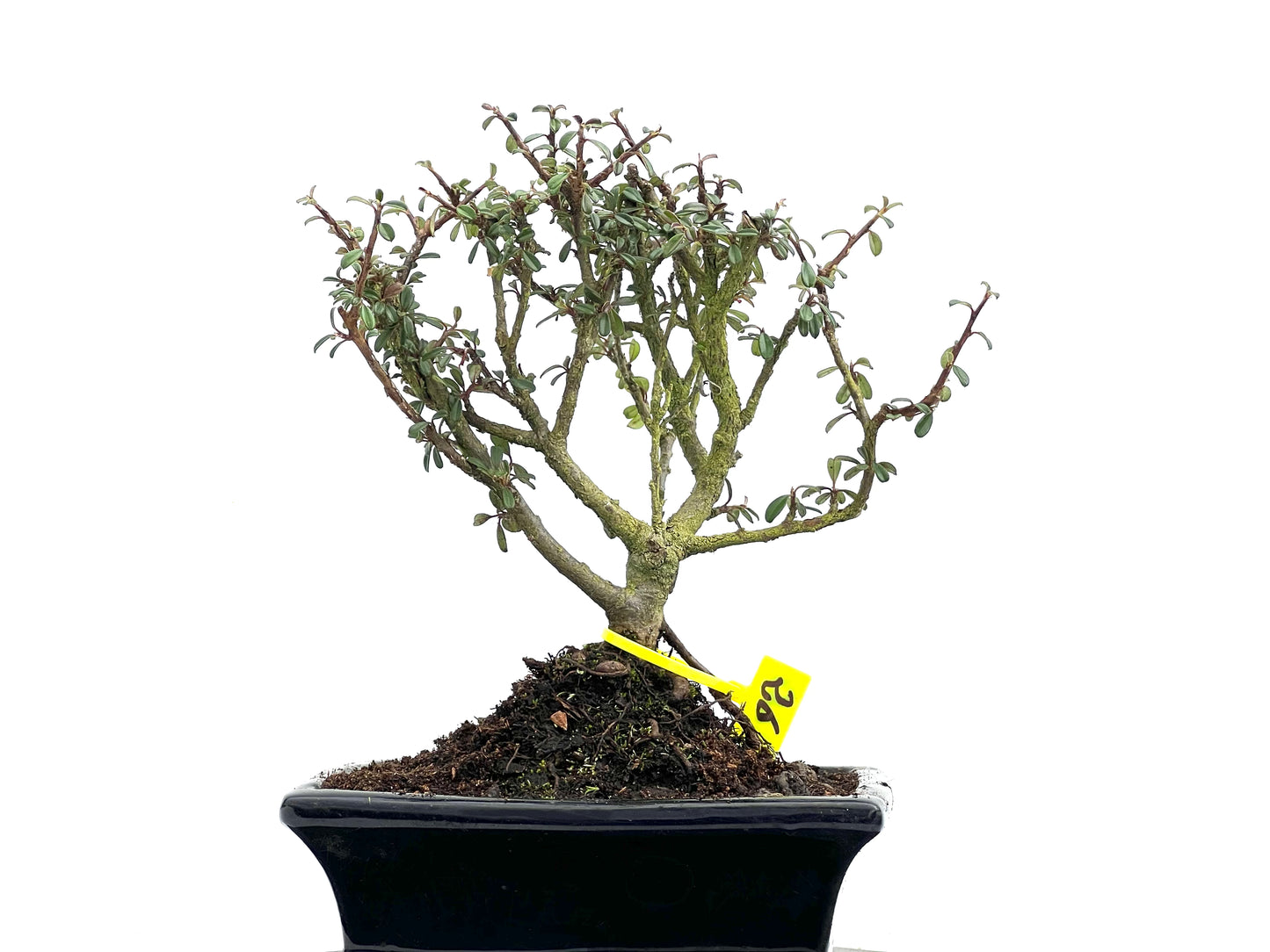 Cotoneaster Microphylla 3688