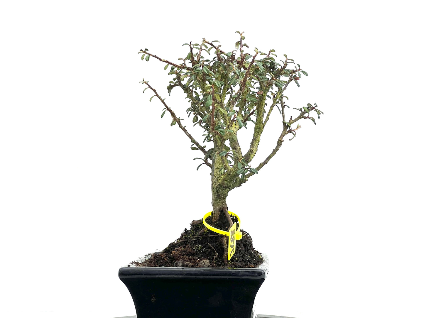 Cotoneaster Microphylla 3688