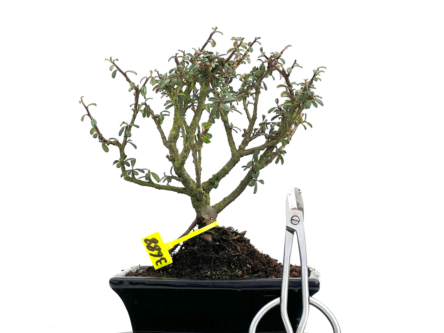 Cotoneaster Microphylla 3688