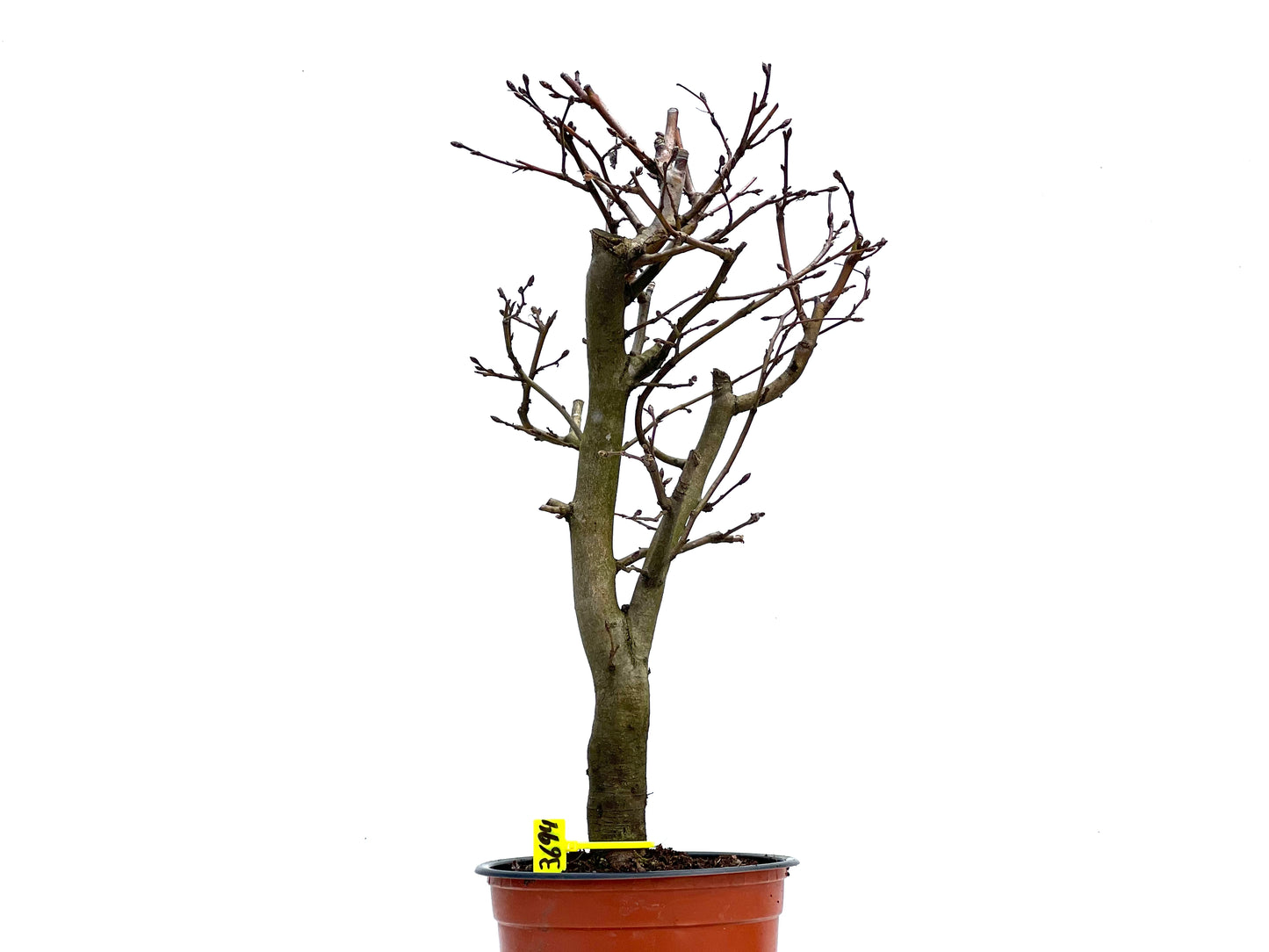 Carpinus Betulus 3694