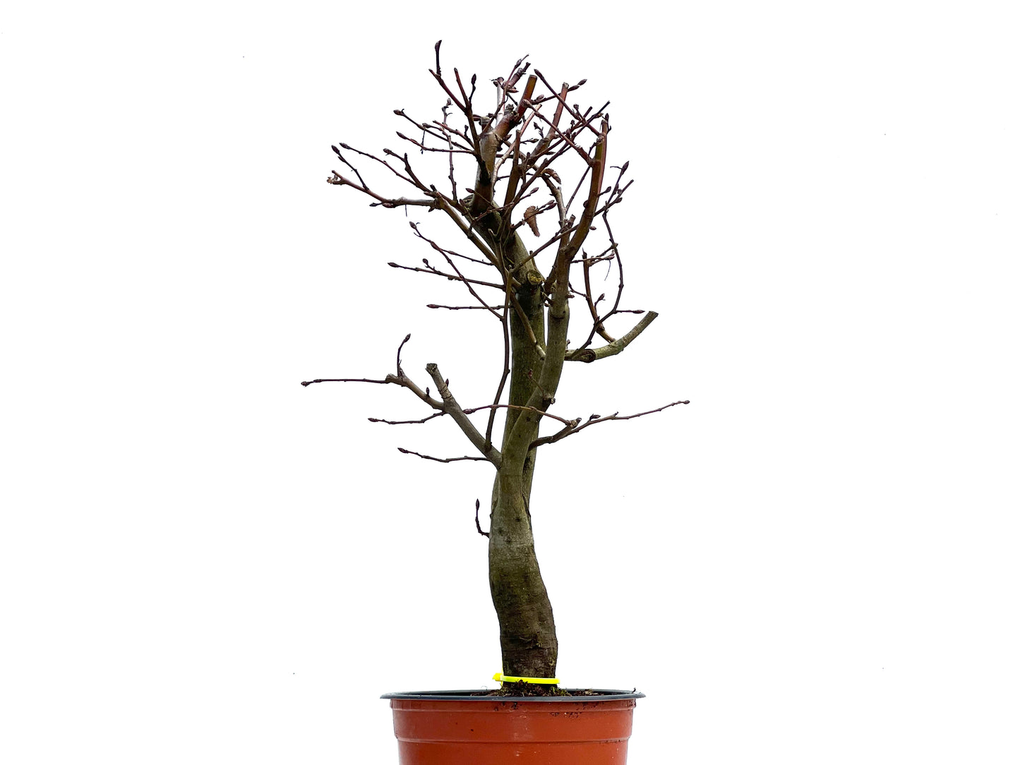 Carpinus Betulus 3694