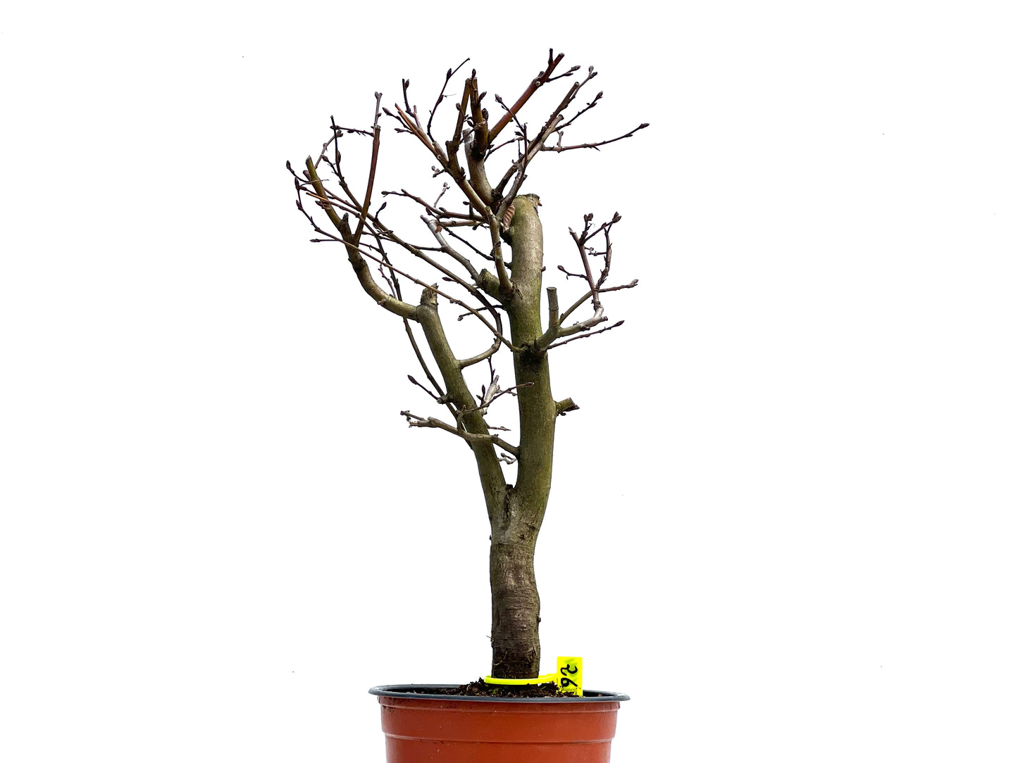 Carpinus Betulus 3694