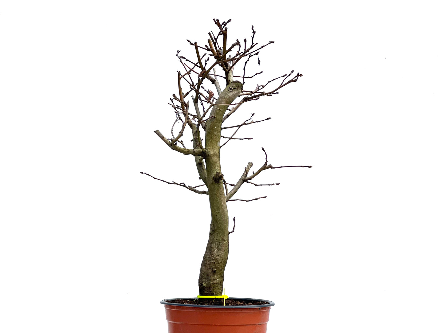 Carpinus Betulus 3694
