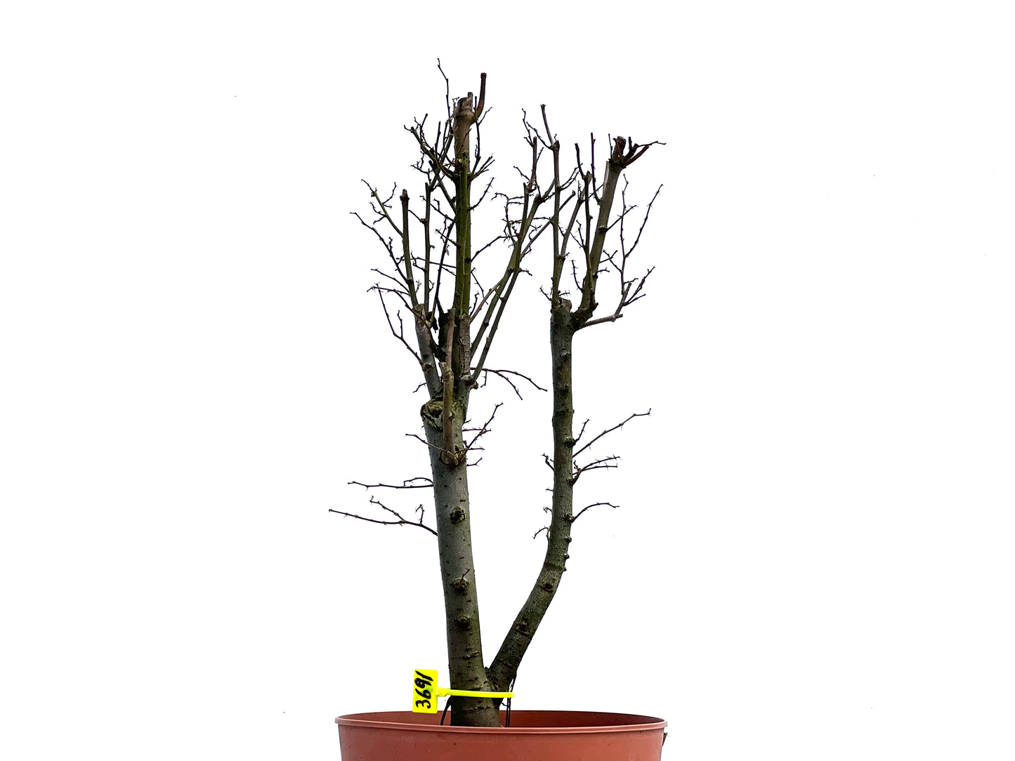 Zelkova Serrata 3691