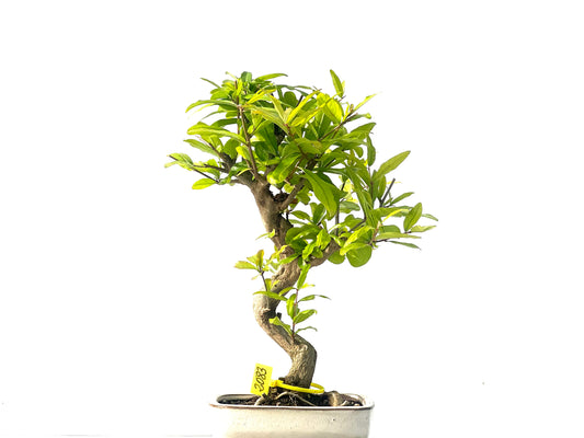 Punica Granatum Nejikan 2083