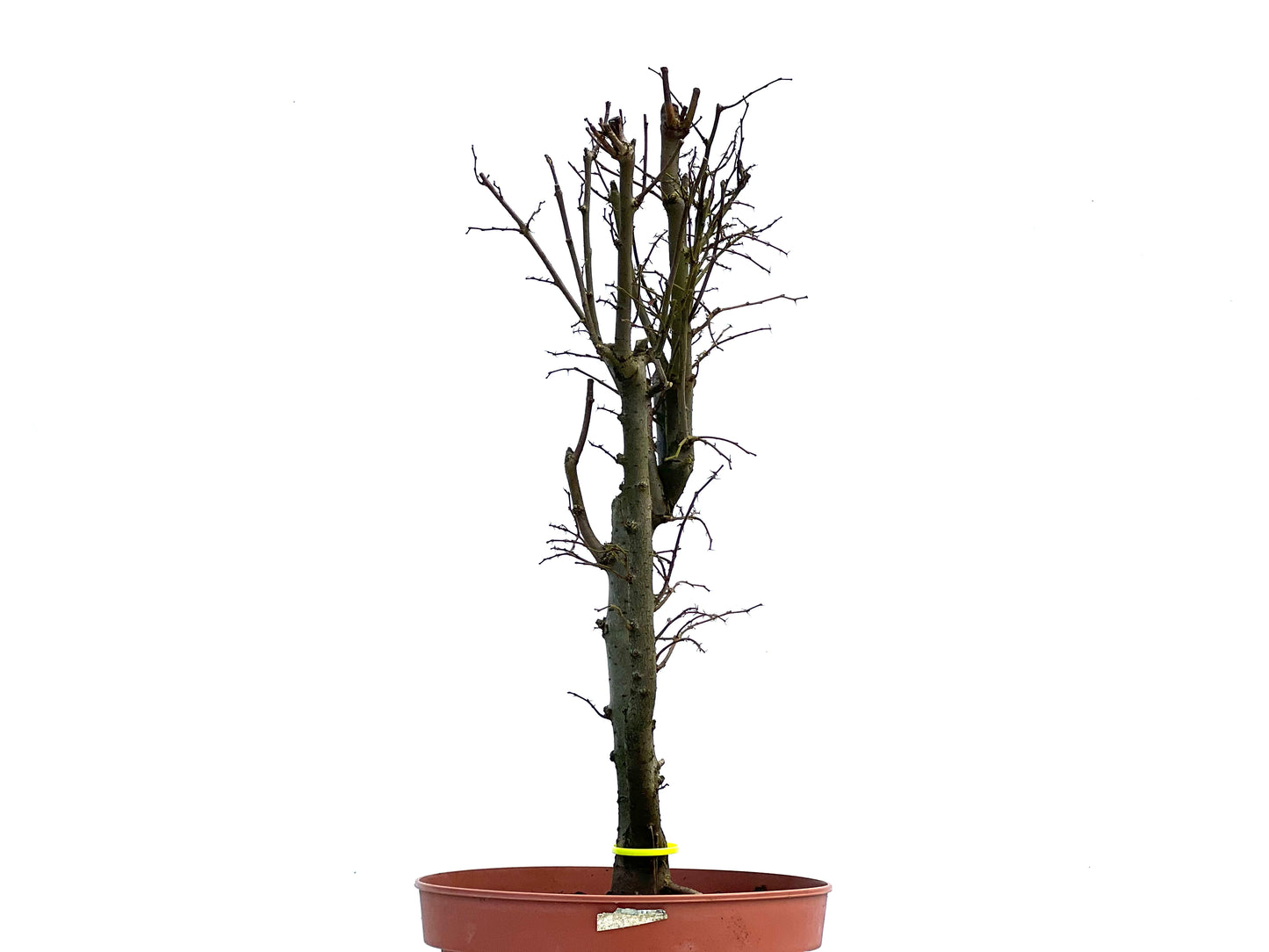 Zelkova Serrata 3691