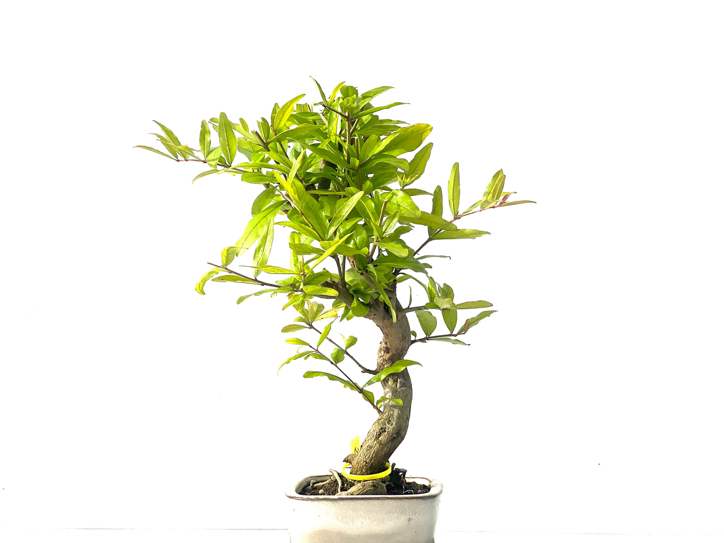 Punica Granatum Nejikan 2083
