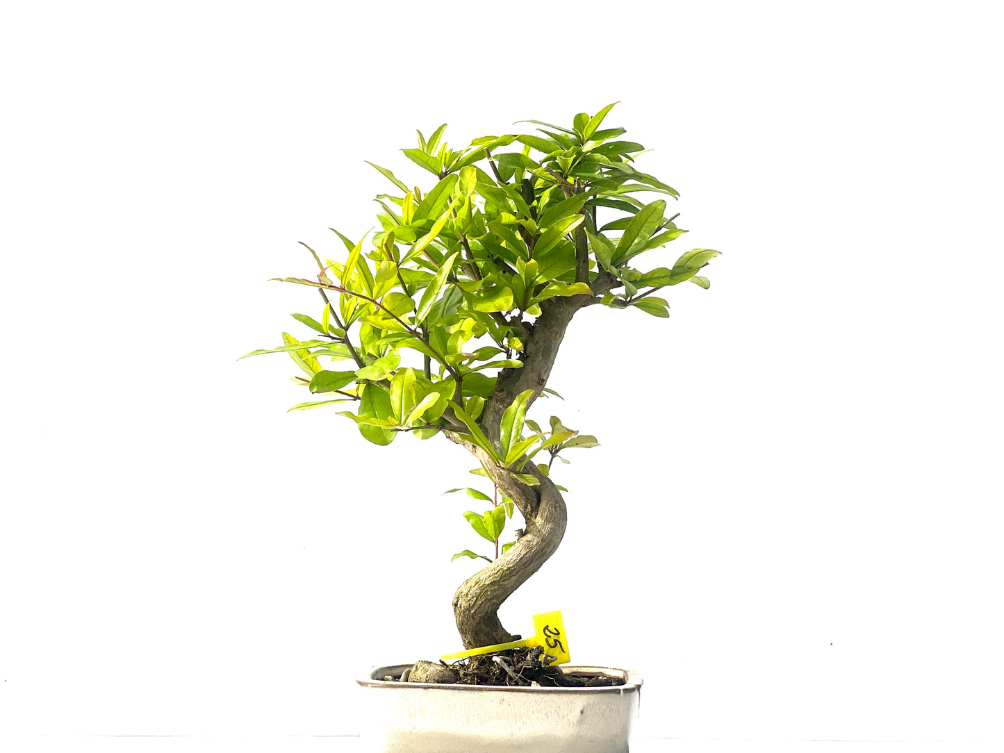Punica Granatum Nejikan 2083