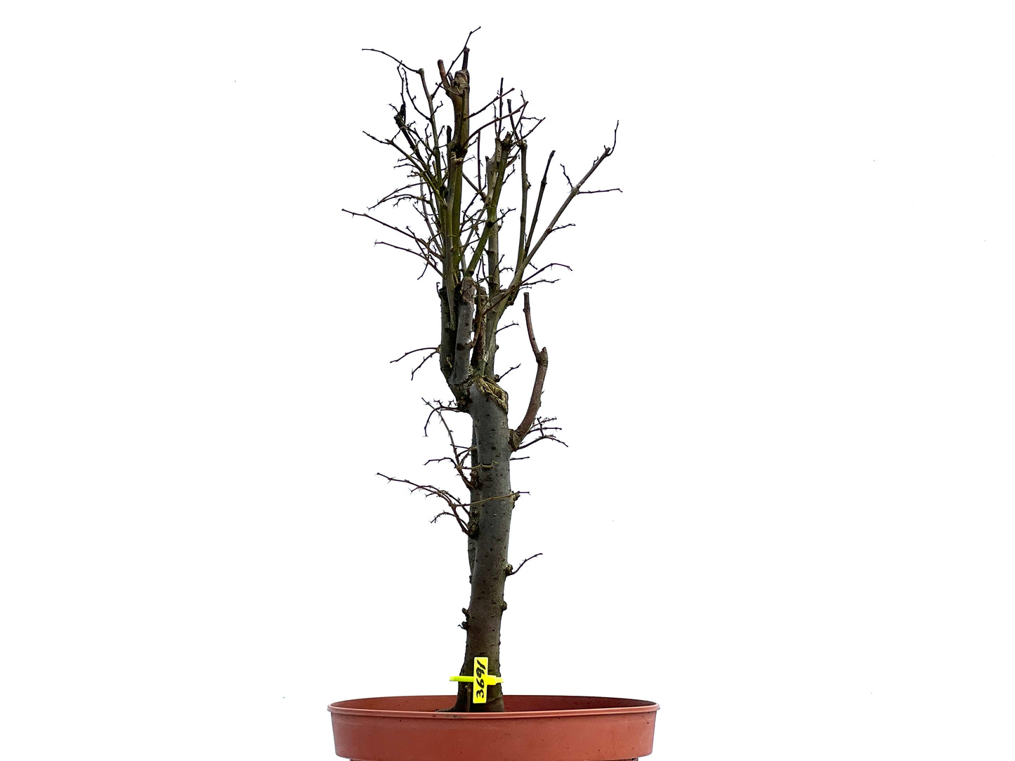 Zelkova Serrata 3691