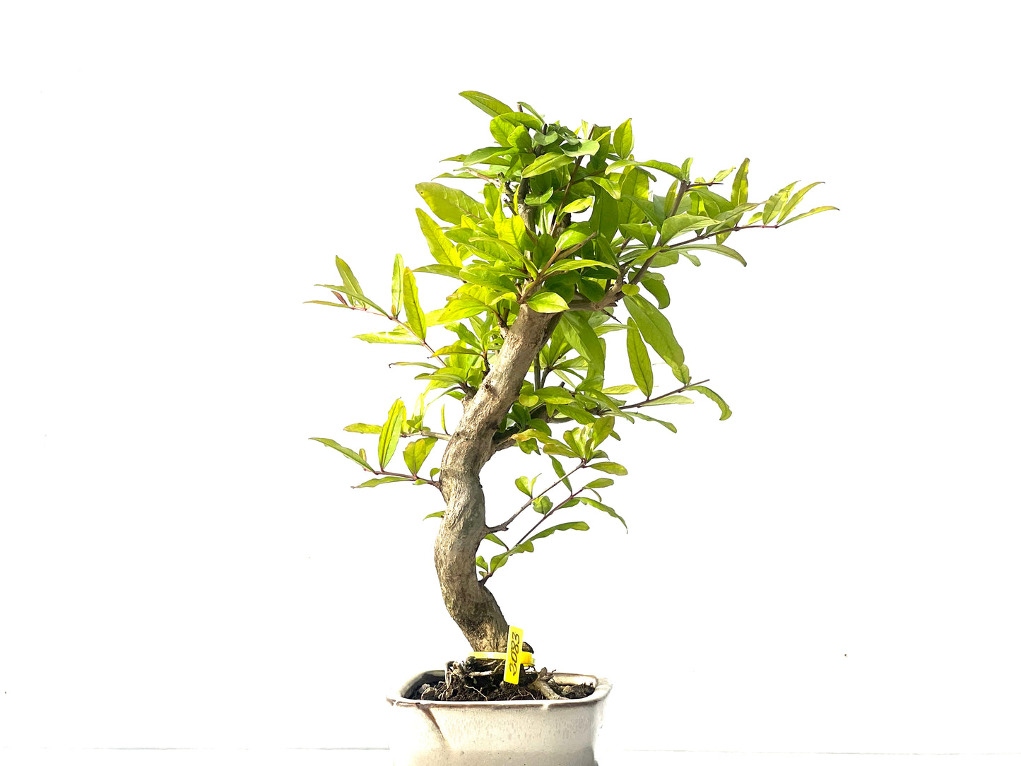 Punica Granatum Nejikan 2083