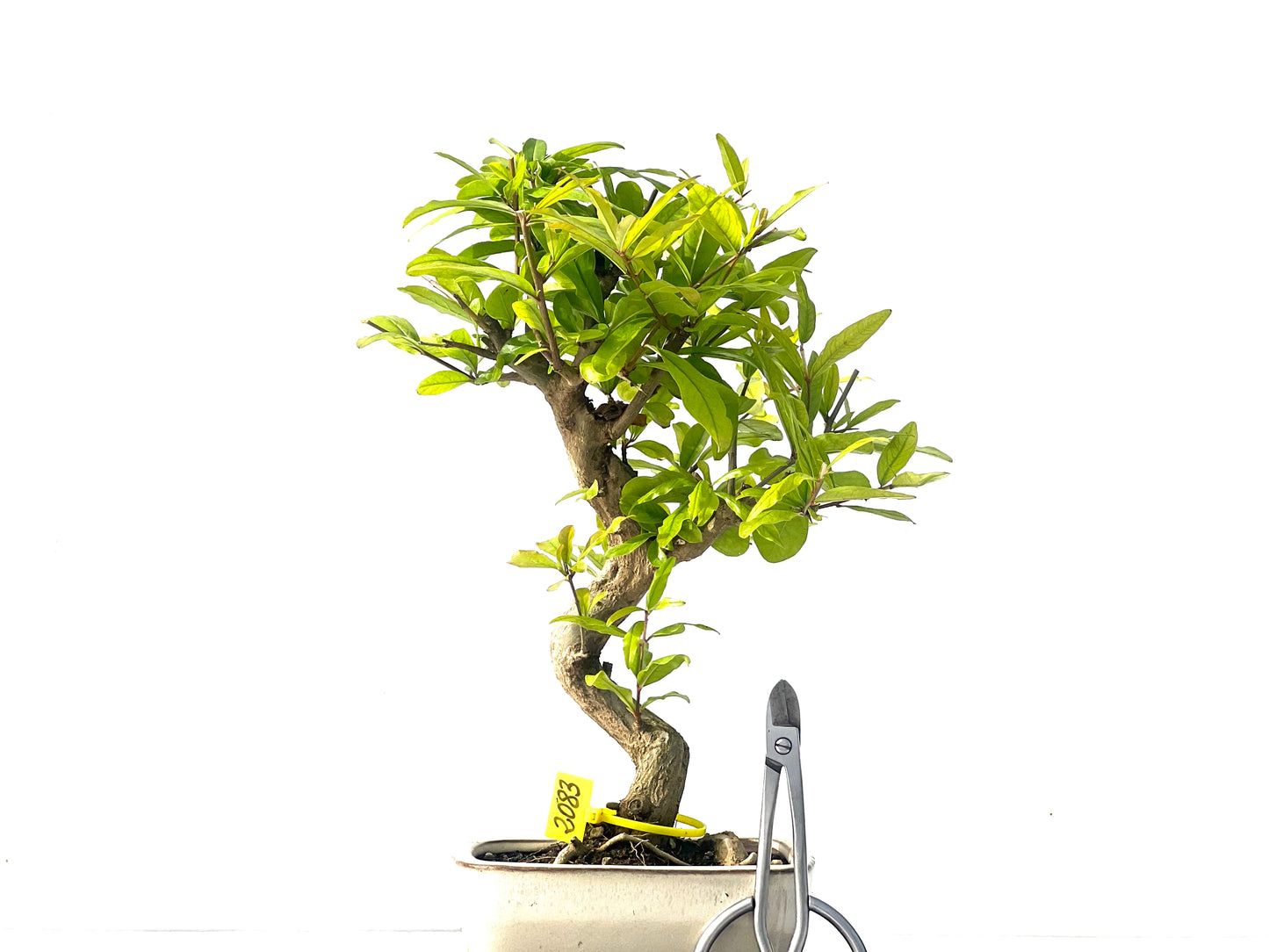 Punica Granatum Nejikan 2083