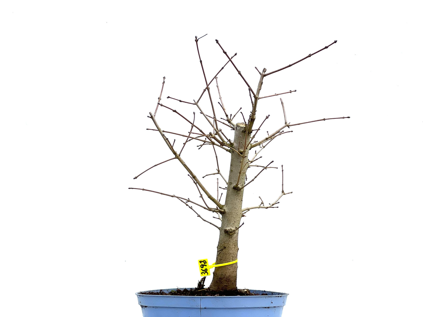 Acer Campestris 3692