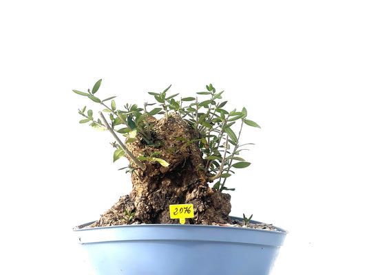 Olea Europaea Sylvestris 2076