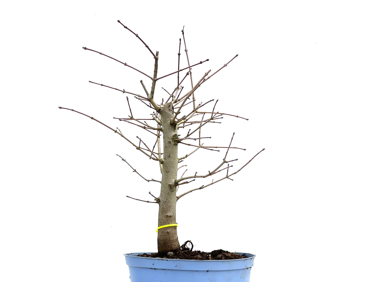 Acer Campestris 3692