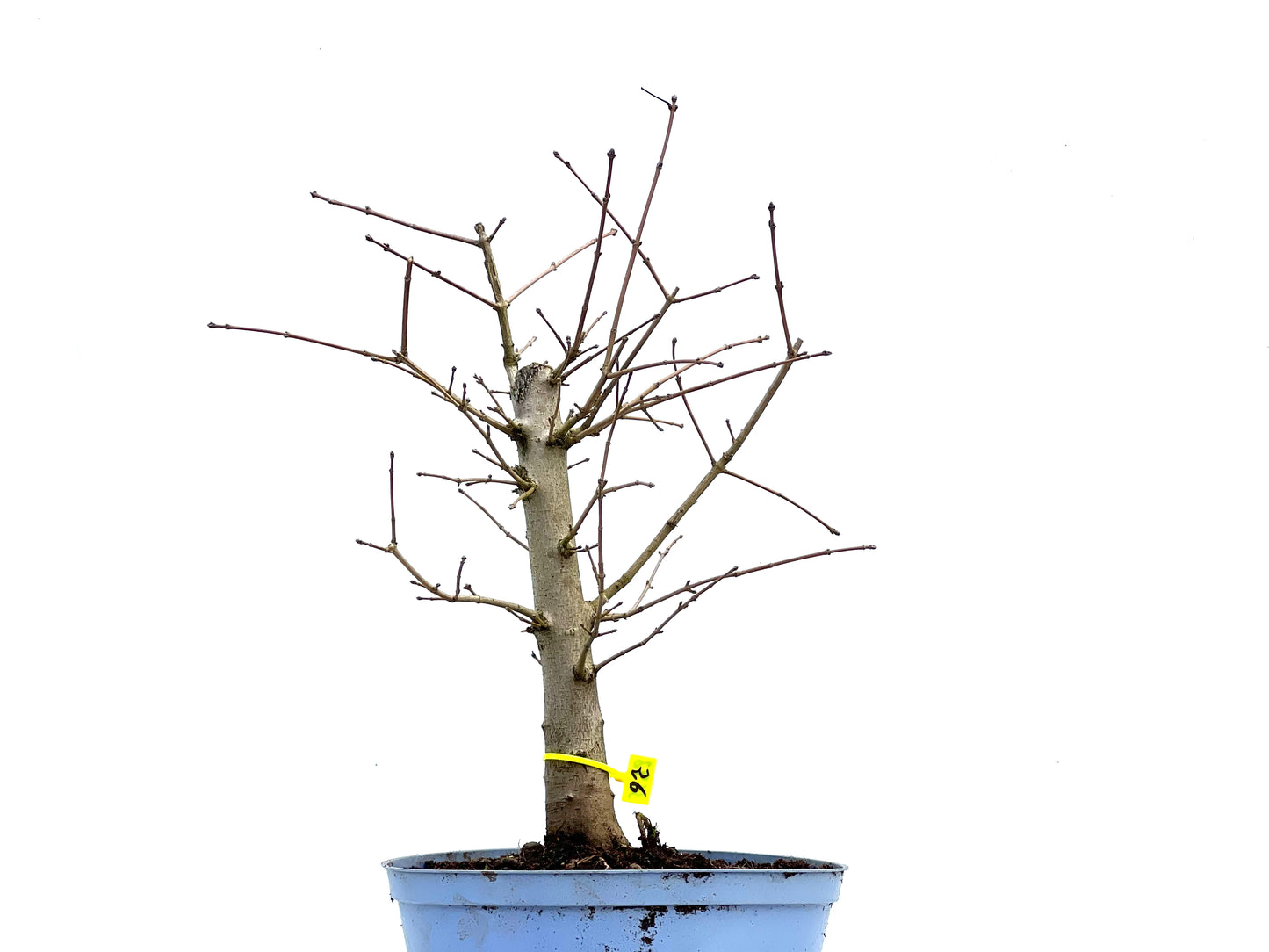 Acer Campestris 3692
