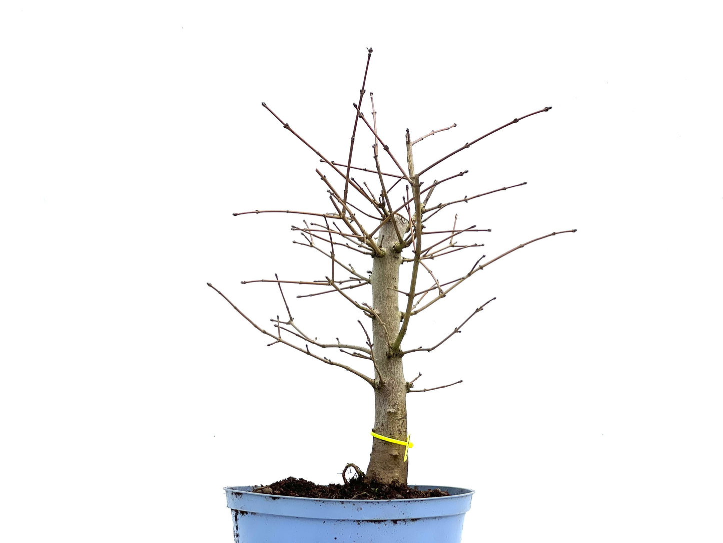Acer Campestris 3692