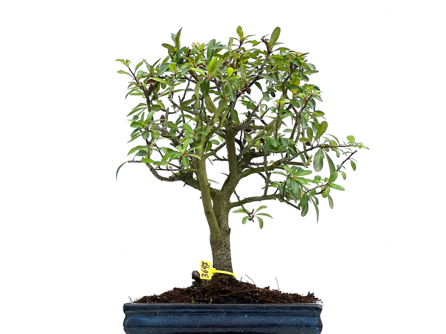 Pyracantha 3697
