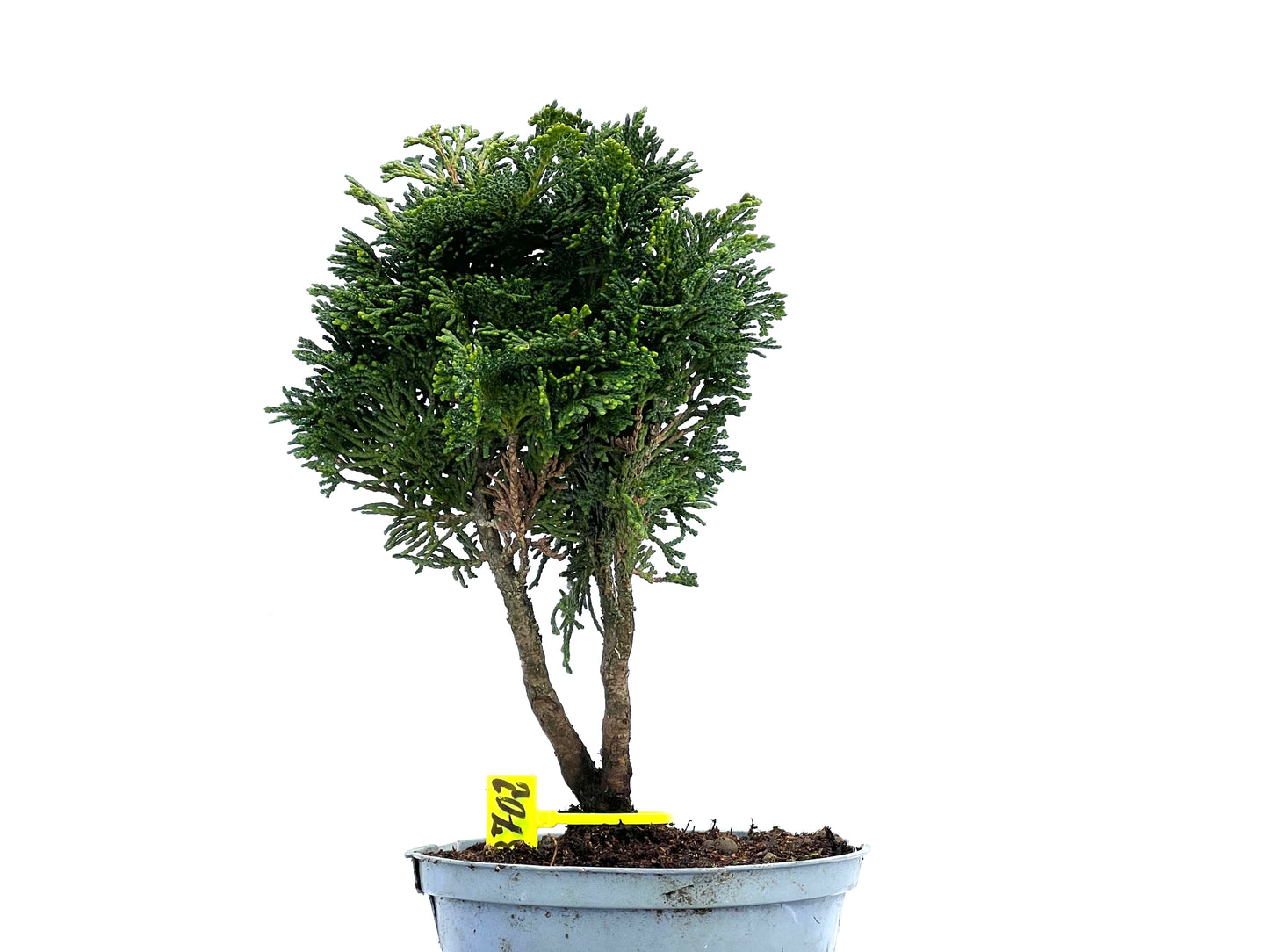 Chamaecyparis Obtusa Nana 3702