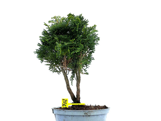 Chamaecyparis Obtusa Nana 3702