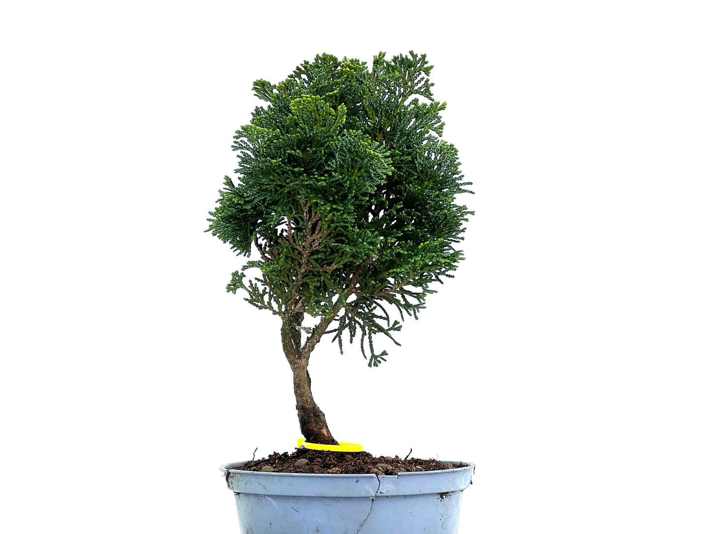 Chamaecyparis Obtusa Nana 3702