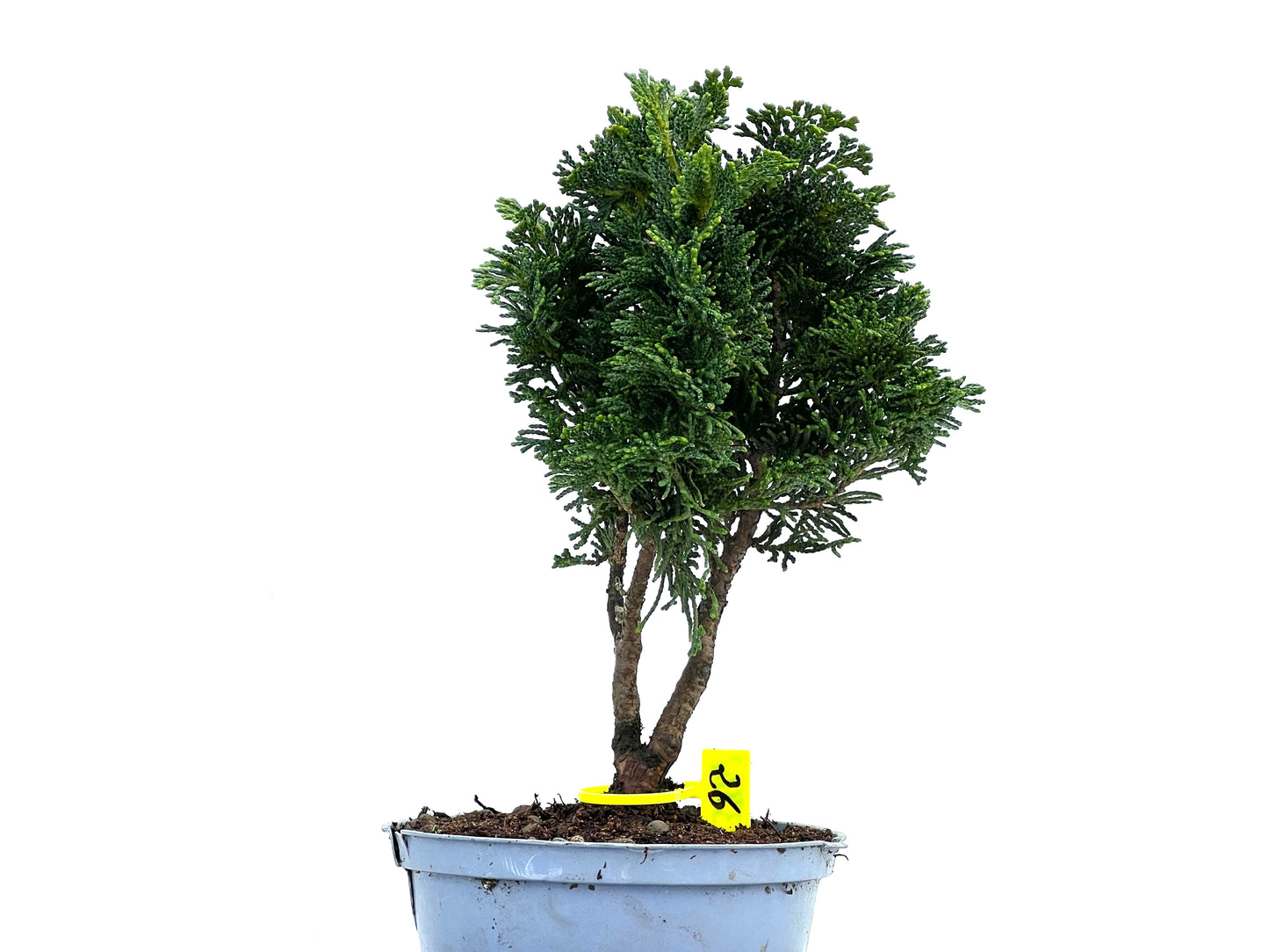 Chamaecyparis Obtusa Nana 3702