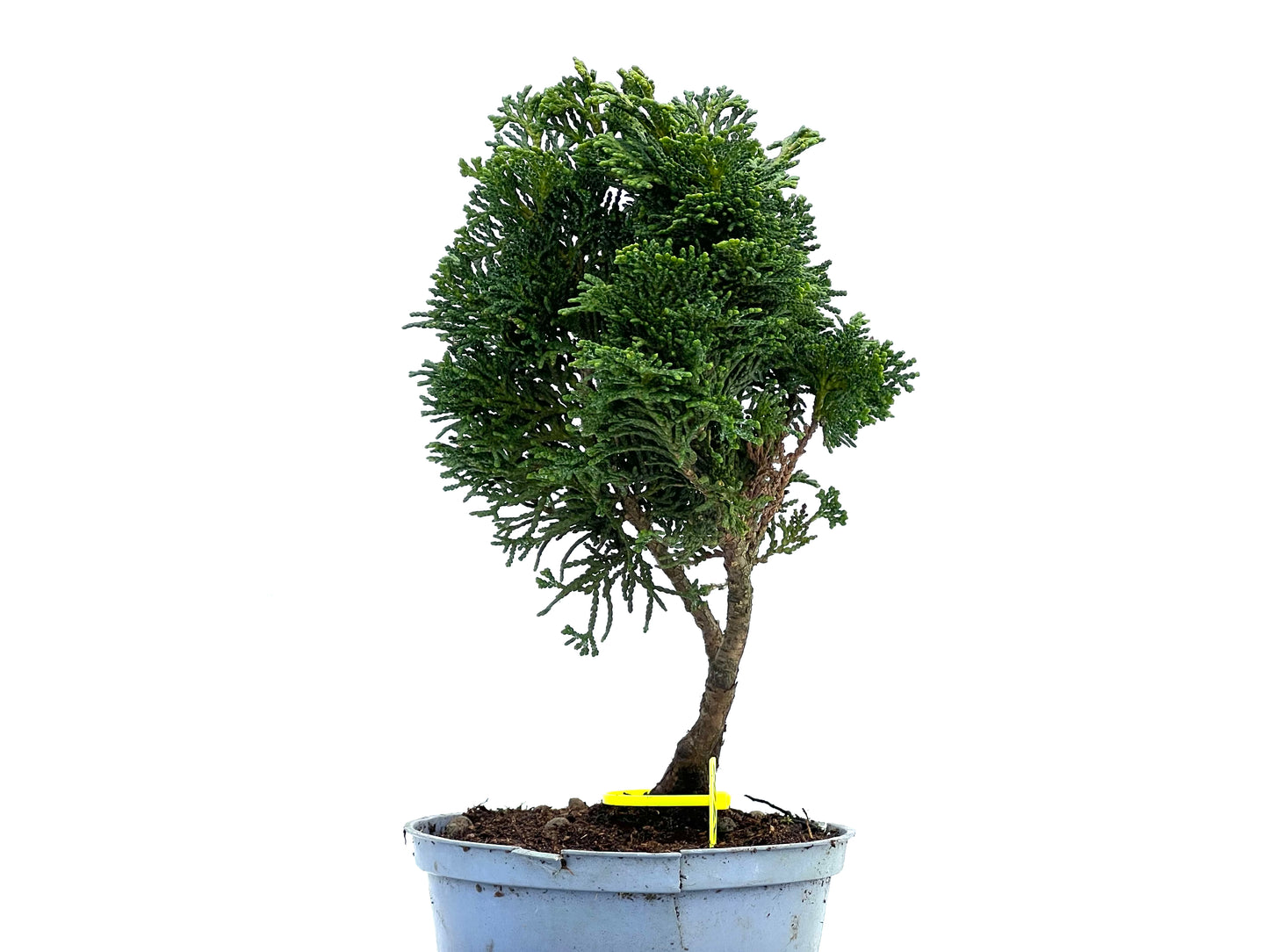 Chamaecyparis Obtusa Nana 3702