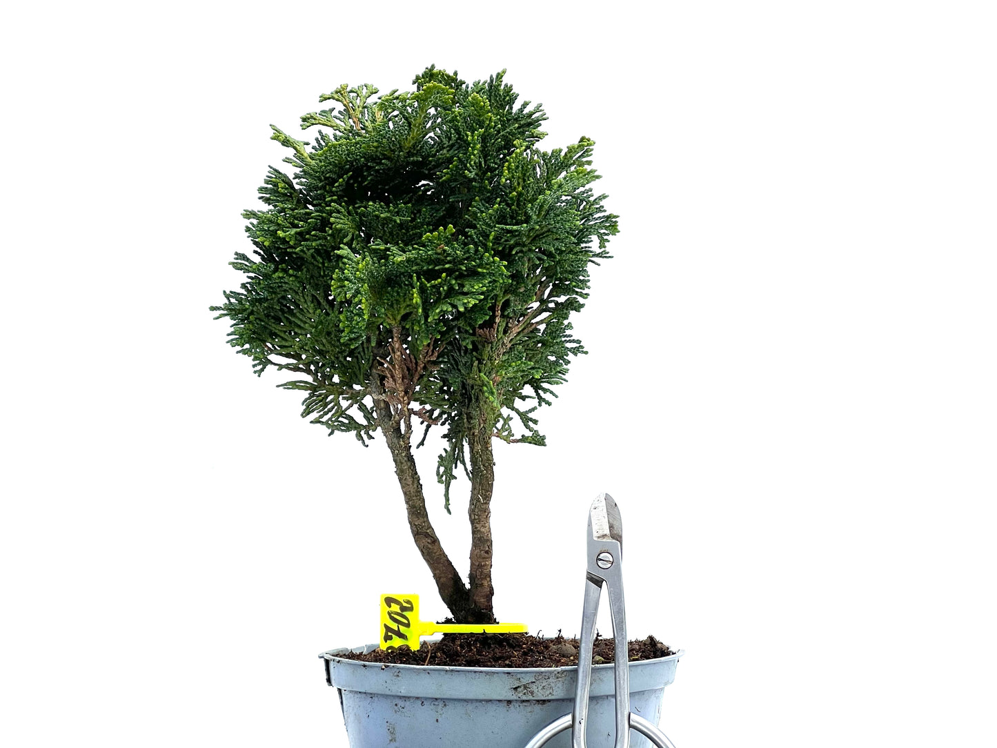 Chamaecyparis Obtusa Nana 3702