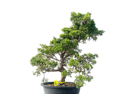 Juniperus Chinensis Itoigawa 2111