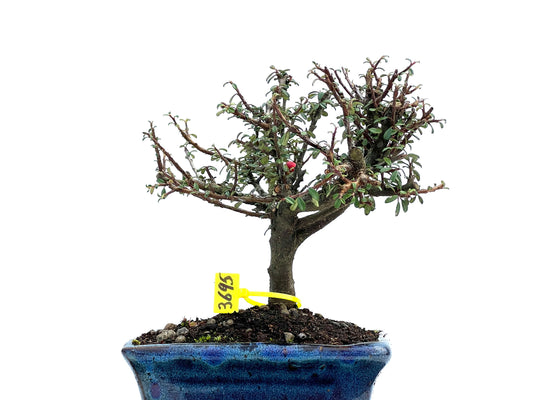Cotoneaster Microphylla 3695