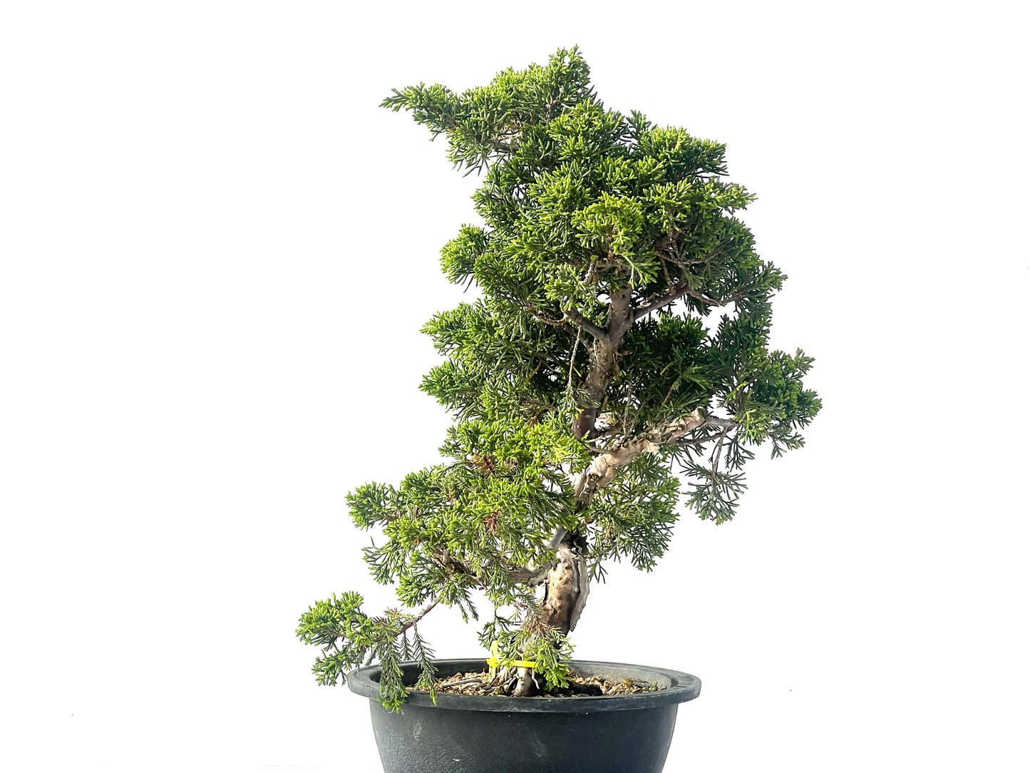Juniperus Chinensis Itoigawa 2111