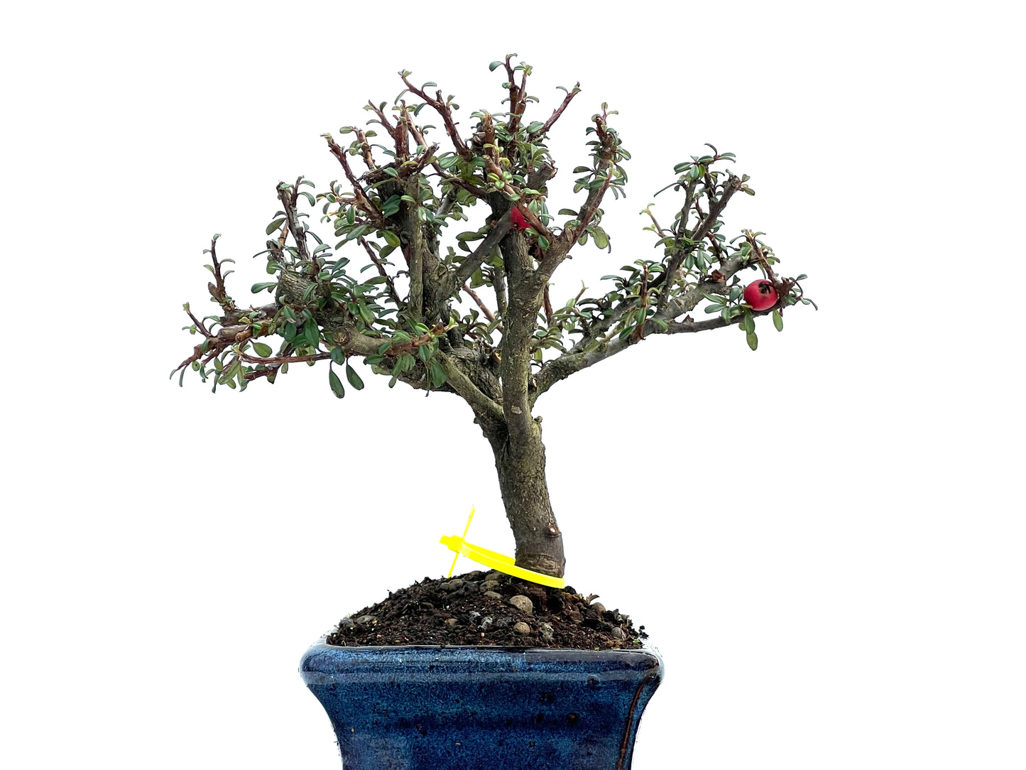 Cotoneaster Microphylla 3695