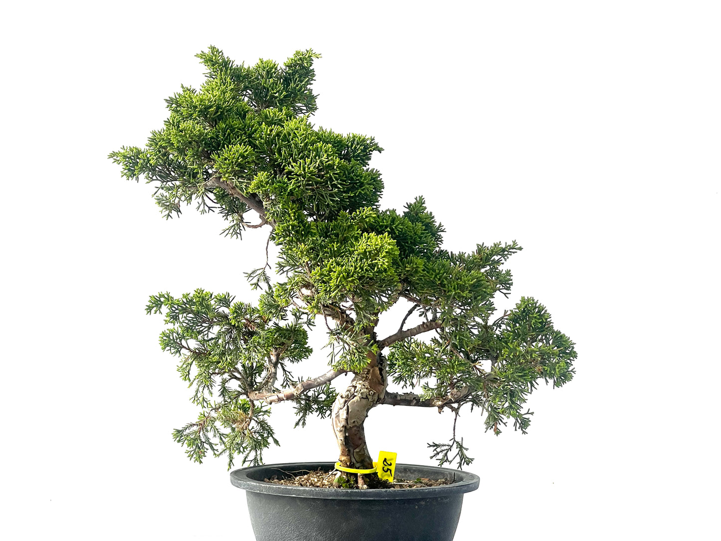 Juniperus Chinensis Itoigawa 2111