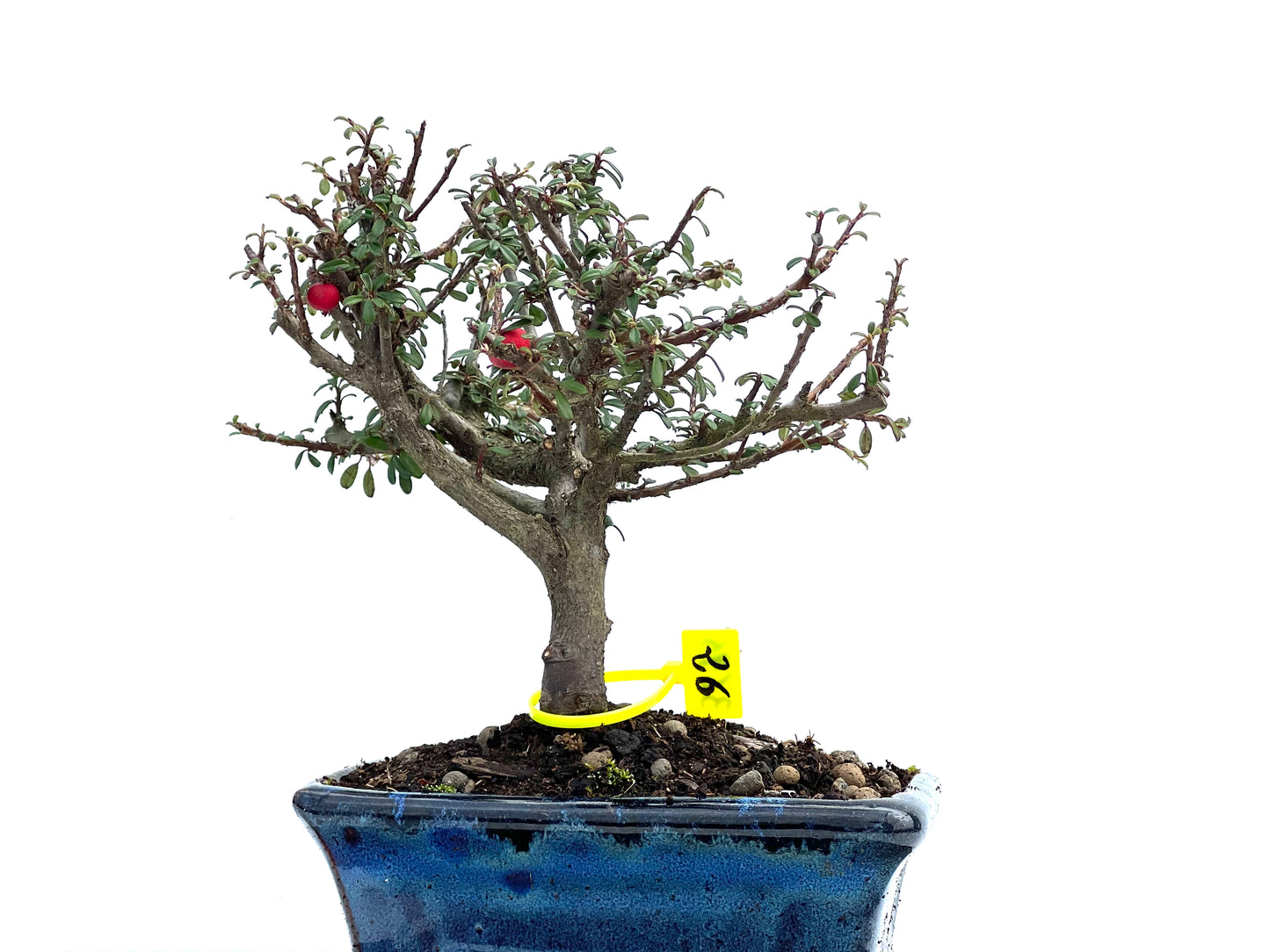 Cotoneaster Microphylla 3695