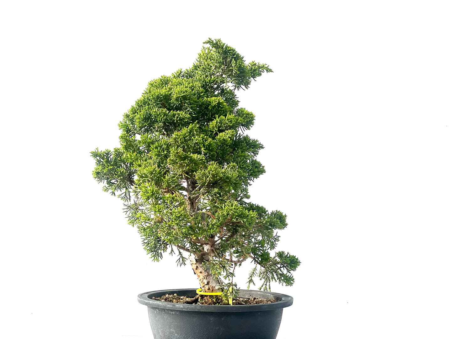 Juniperus Chinensis Itoigawa 2111